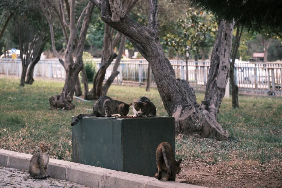 Turkey Cat Hijacks Romeo and Juliet Finale — and the Internet Is Buying Tickets